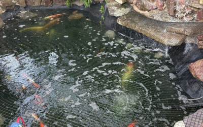 The Ultimate Guide to Building the Perfect Koi Pond (UK Climate Edition)