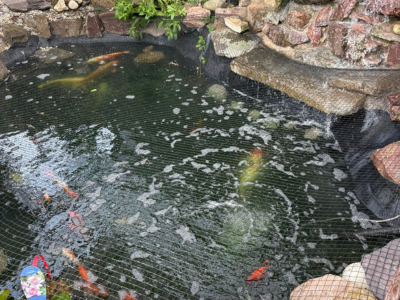 The Ultimate Guide to Building the Perfect Koi Pond (UK Climate Edition)