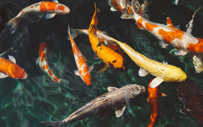 Top 10 Koi Varieties Every Pond Enthusiast Should Know