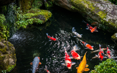 Why Regular Pond Maintenance is the Secret to Healthy, Happy Koi