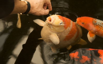 Stress-Free Koi Transport: How to Move Your Fish Safely and Humanely