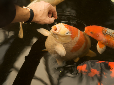 Stress-Free Koi Transport: How to Move Your Fish Safely and Humanely
