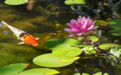 How to Design a Low-Maintenance Pond That Still Looks Stunning