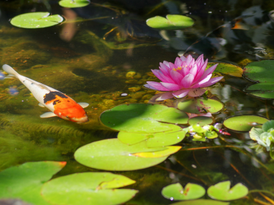 How to Design a Low-Maintenance Pond That Still Looks Stunning
